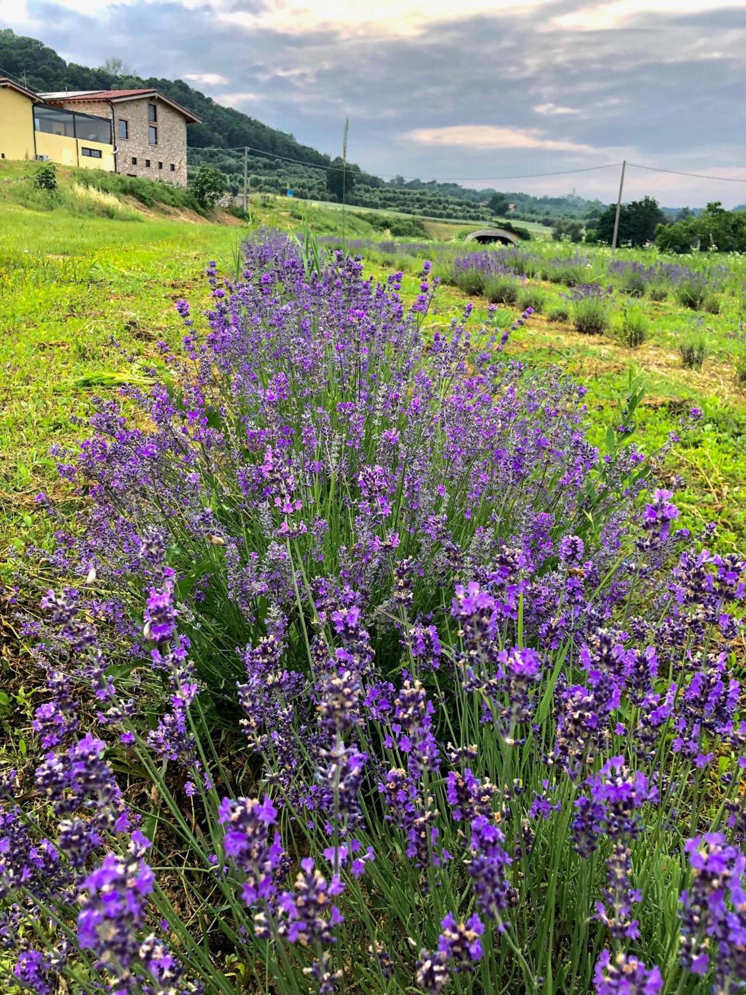 Agriturismo Al Mancino Lonato Exterior photo