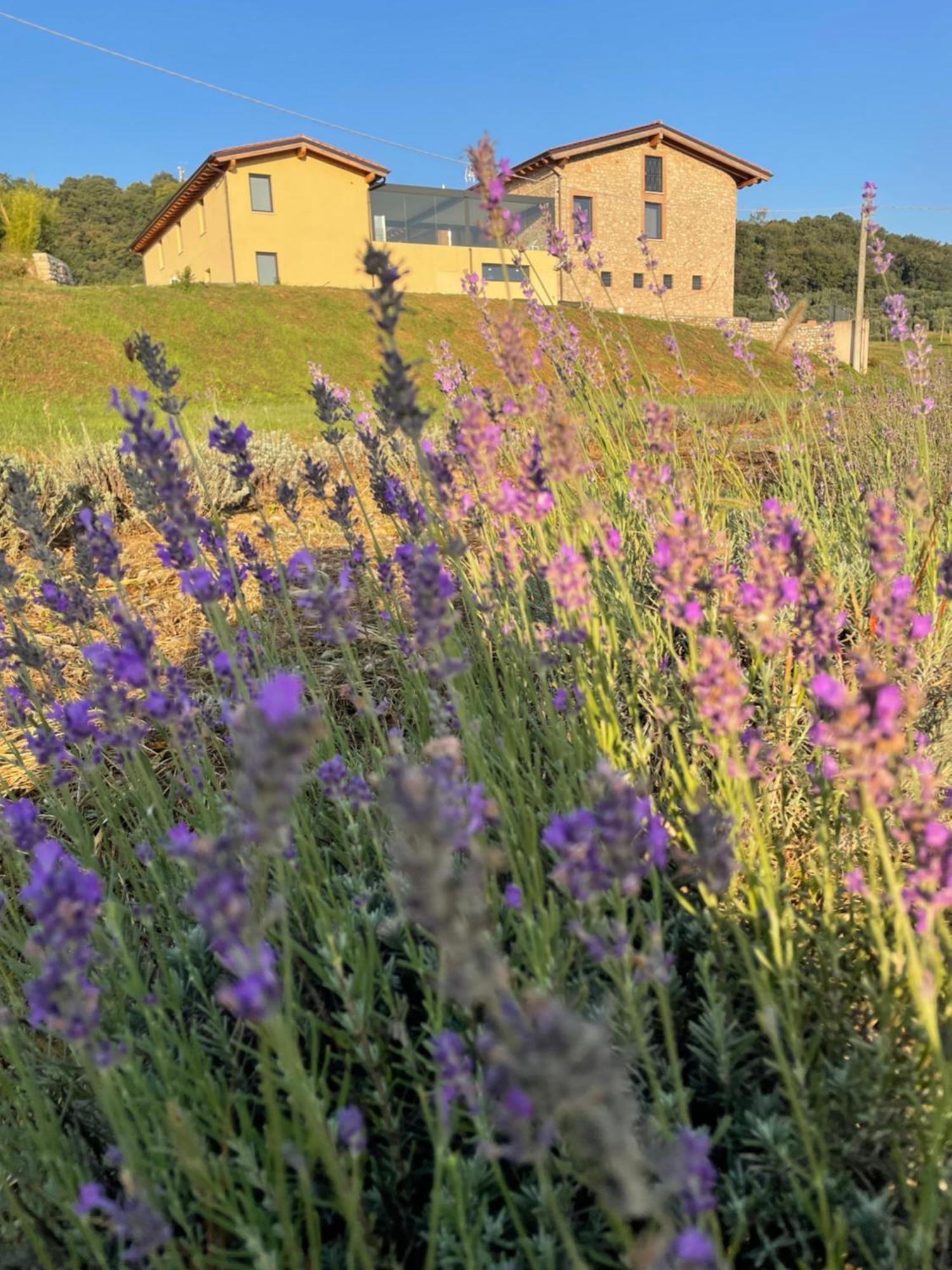 Agriturismo Al Mancino Lonato Exterior photo